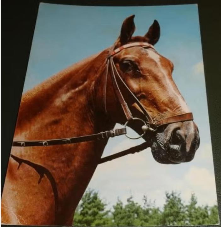 Paarden - Skorpion, Verzenden, 1960 tot 1980, Gelopen, Paard