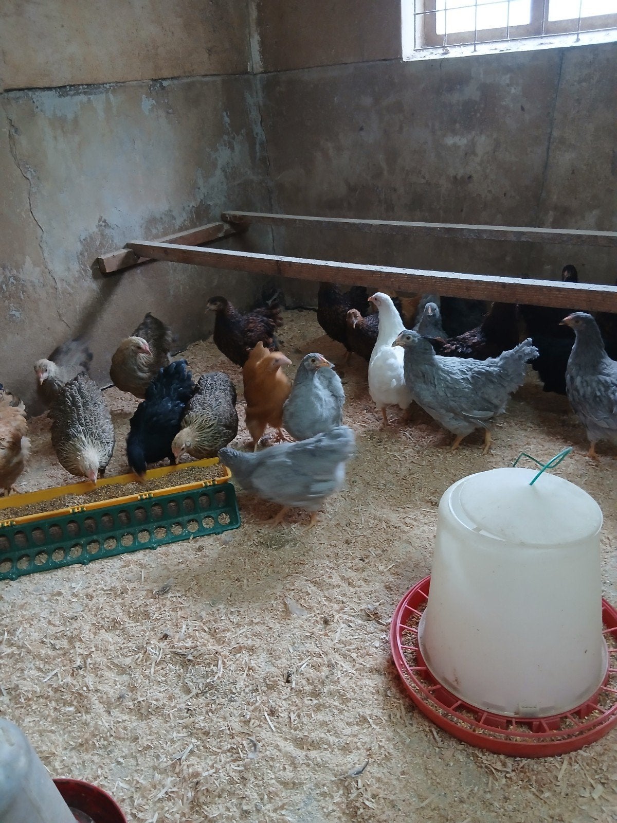 Raszuivere wyandotte kriel kippen, Dieren en Toebehoren, Pluimvee, Vrouwelijk, Kip