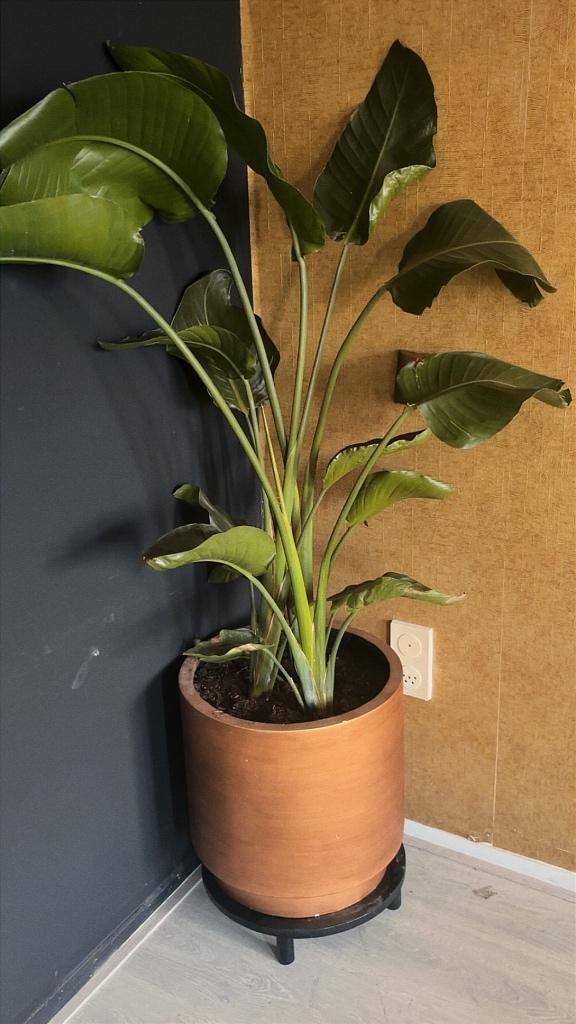 Plantenbak goud (met plant), Tuin en Terras, Bloembakken en Plantenbakken, Ophalen, Kunststof, Minder dan 60 cm, Rond