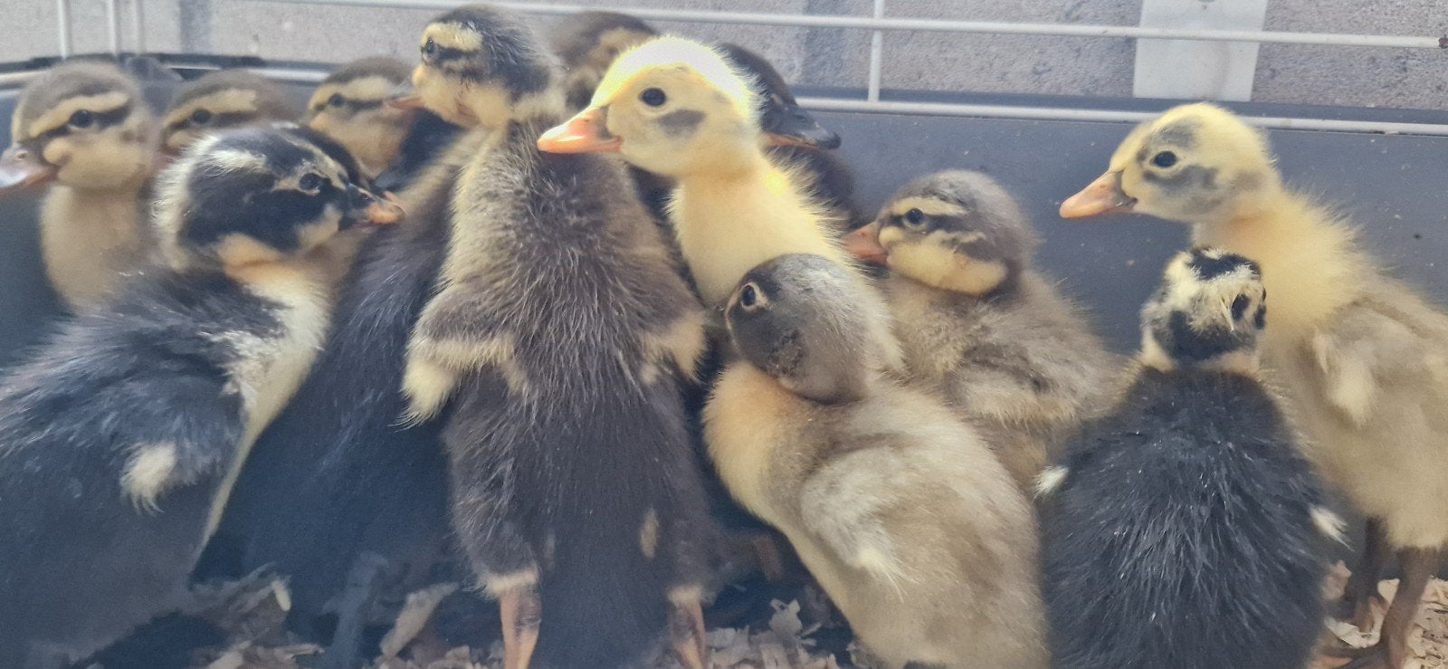 Loopeendjes, Dieren en Toebehoren, Pluimvee, Eend, Geslacht onbekend