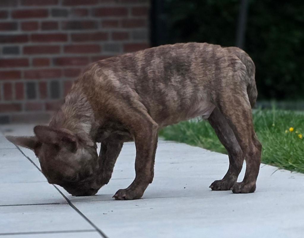 💙 Super stoere X franse bulldog reu pup choco brindl 💙, Dieren en Toebehoren, Honden | Bulldogs, Pinschers en Molossers, Parvo