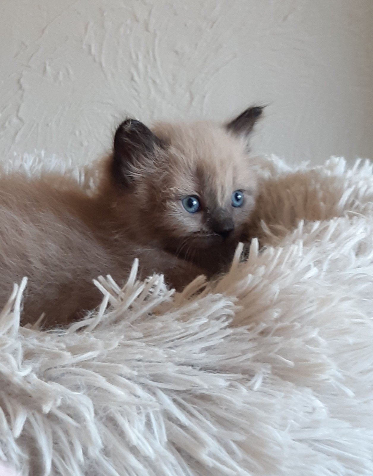 Seal mink ragdoll kittens, Meerdere dieren
