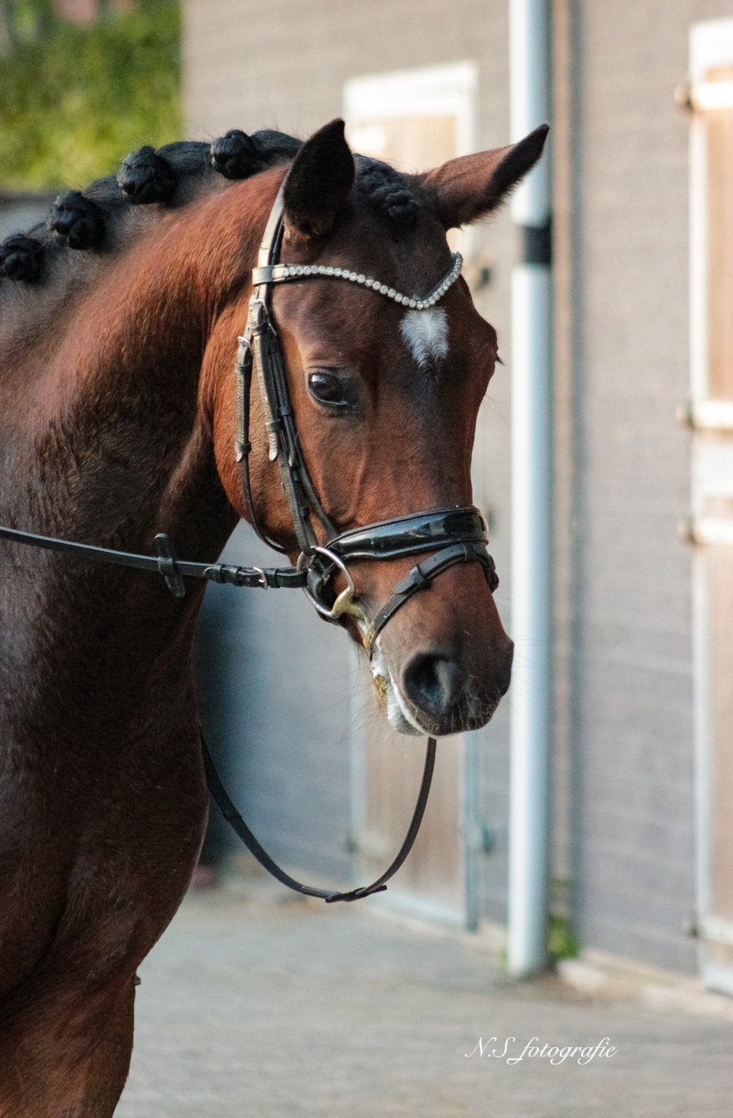 Lieve 3,5 jarige sportpony te koop!, E pony (1.48m - 1.57m), Ruin, Dressuurpony, 3 tot 6 jaar