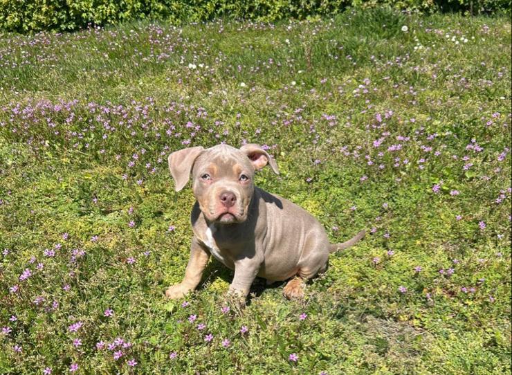 Zeer lieve pocket bully reu op zoek naar zijn goude mand, Reu, 8 tot 15 weken, Parvo, Eén hond