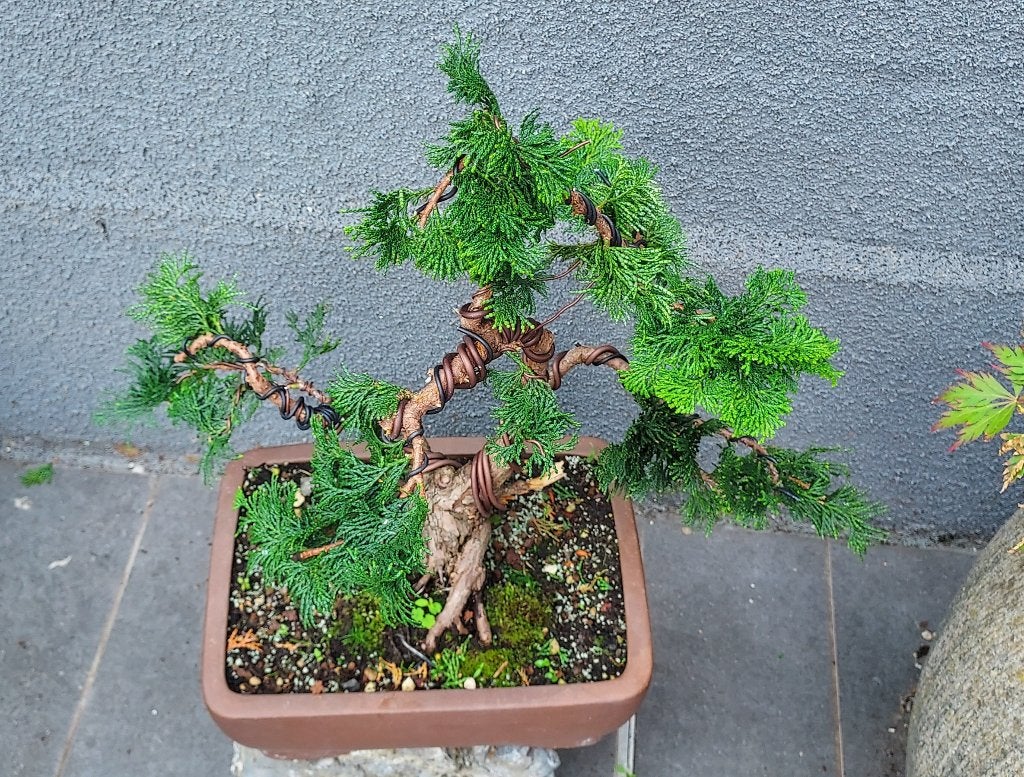 Japanse dwergcipres bonsai, In pot, Bloeit niet, Halfschaduw, Minder dan 100 cm