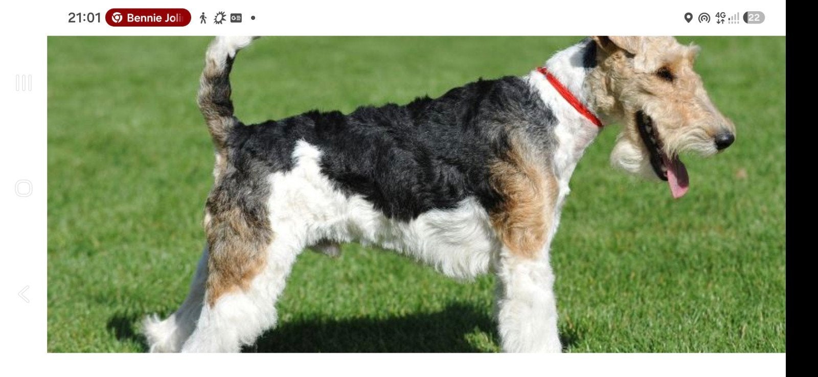 Gezocht: draadharige terrier, Parson Russel of mix, Dieren en Toebehoren, 1 tot 2 jaar, Geslacht onbekend, Eén hond, Nederland