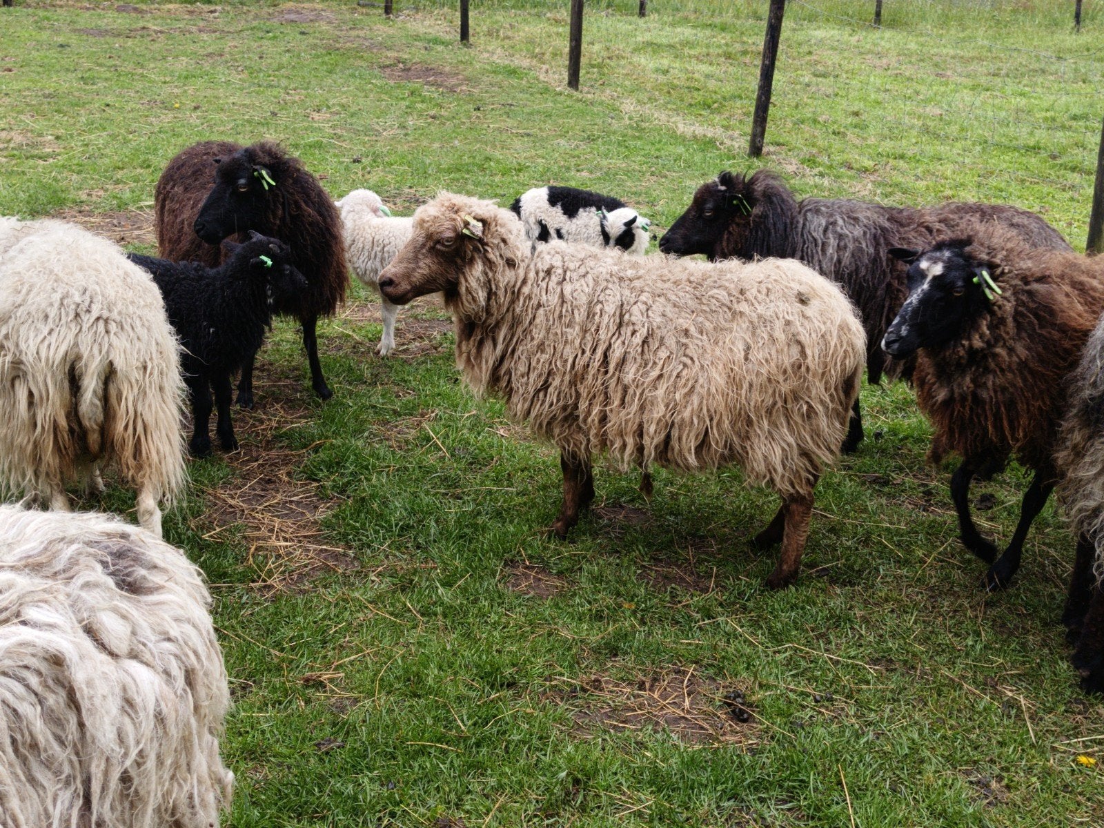 Weiland grzocht, Meerdere dieren, Schaap