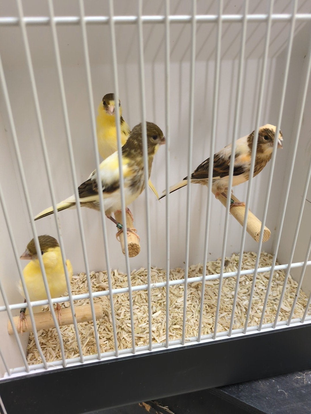 vier Harlekijn Kanaries, Dieren en Toebehoren