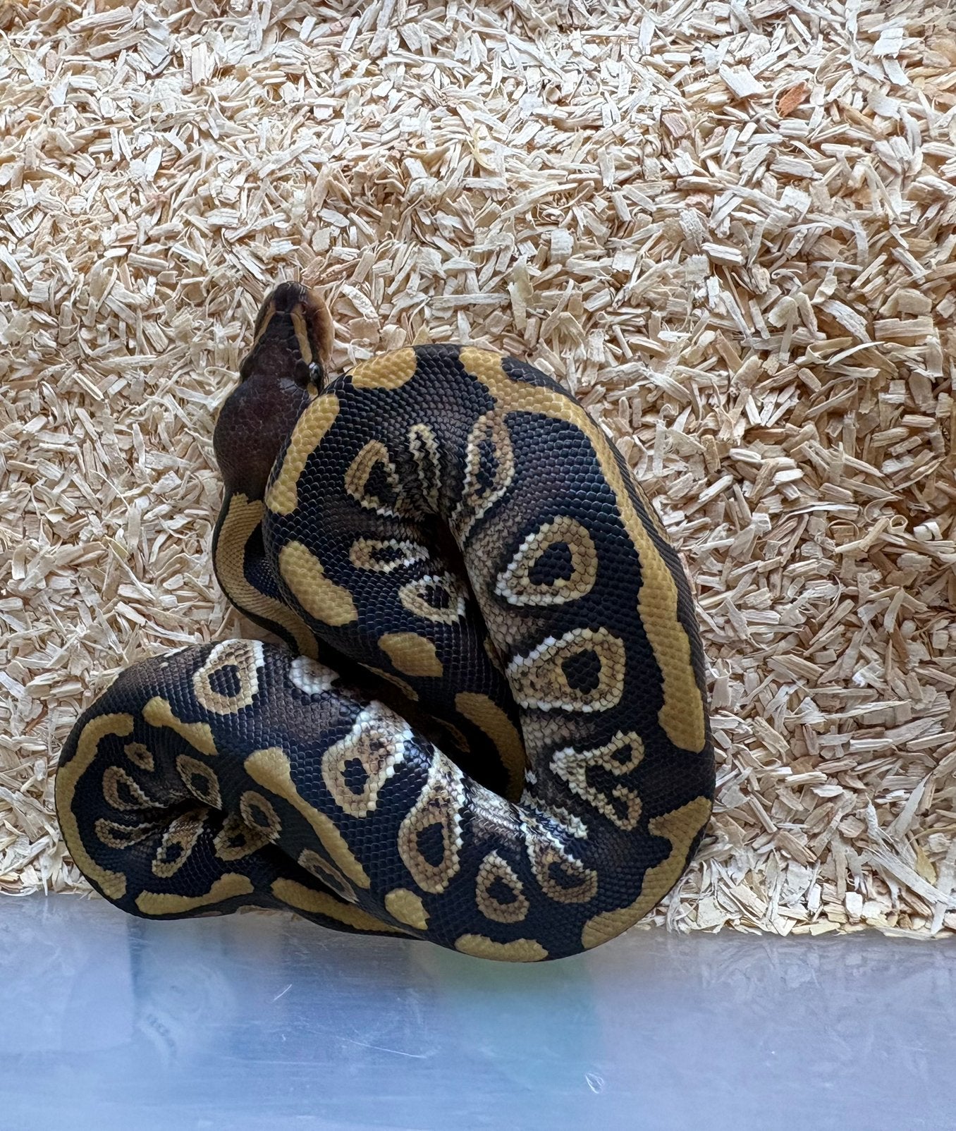Phantom Red Stripe het clown vrouw koningspython ballpython, Slang, 0 tot 2 jaar