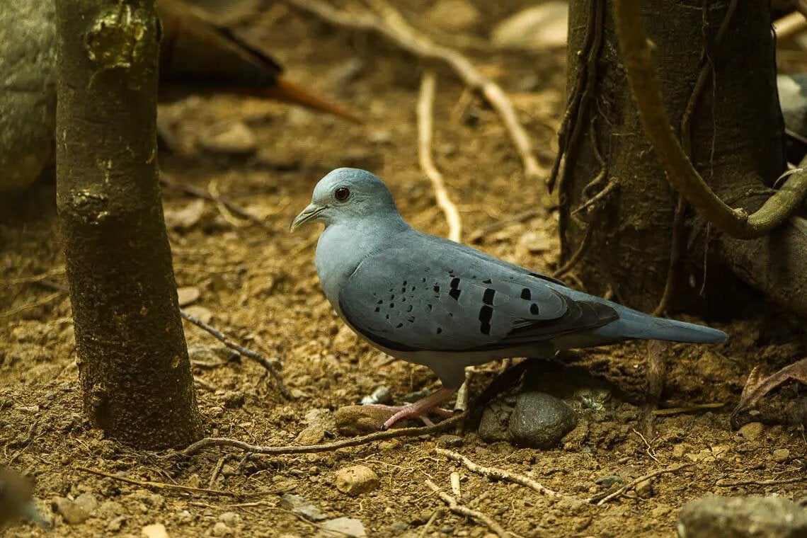 Ruilen, blauwe grondduif doffers, Dieren en Toebehoren, Mannelijk, Geringd