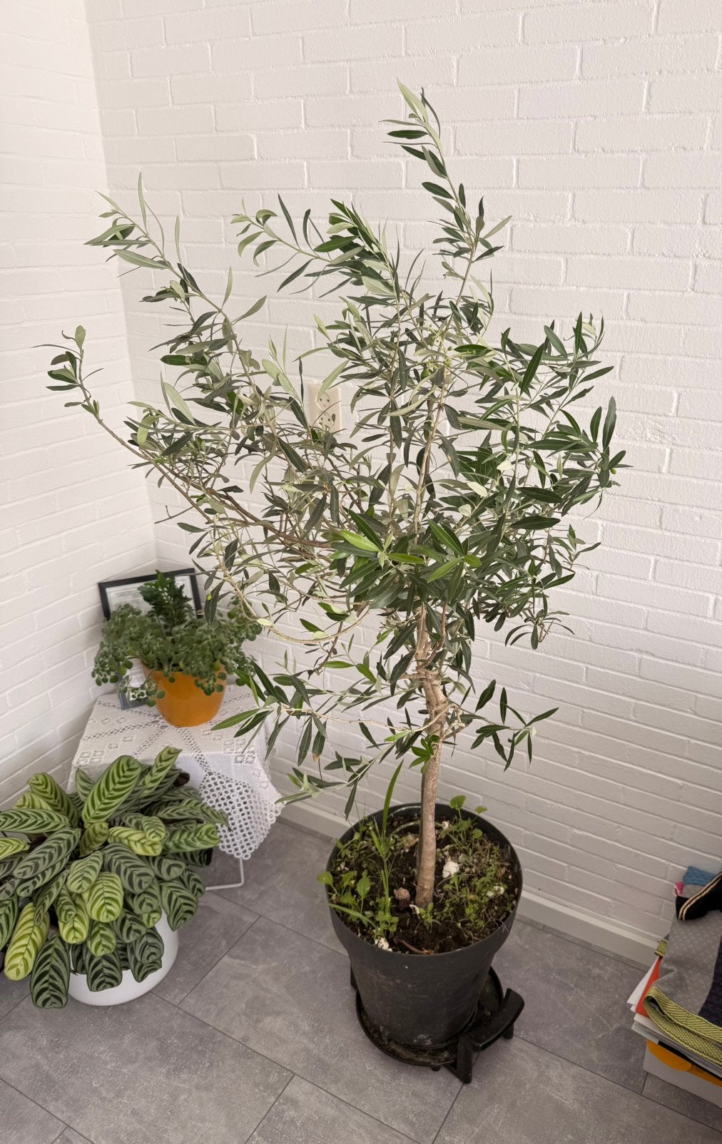 Olijfboom 180 centimeter, Ophalen, Olijfboom, 100 tot 250 cm