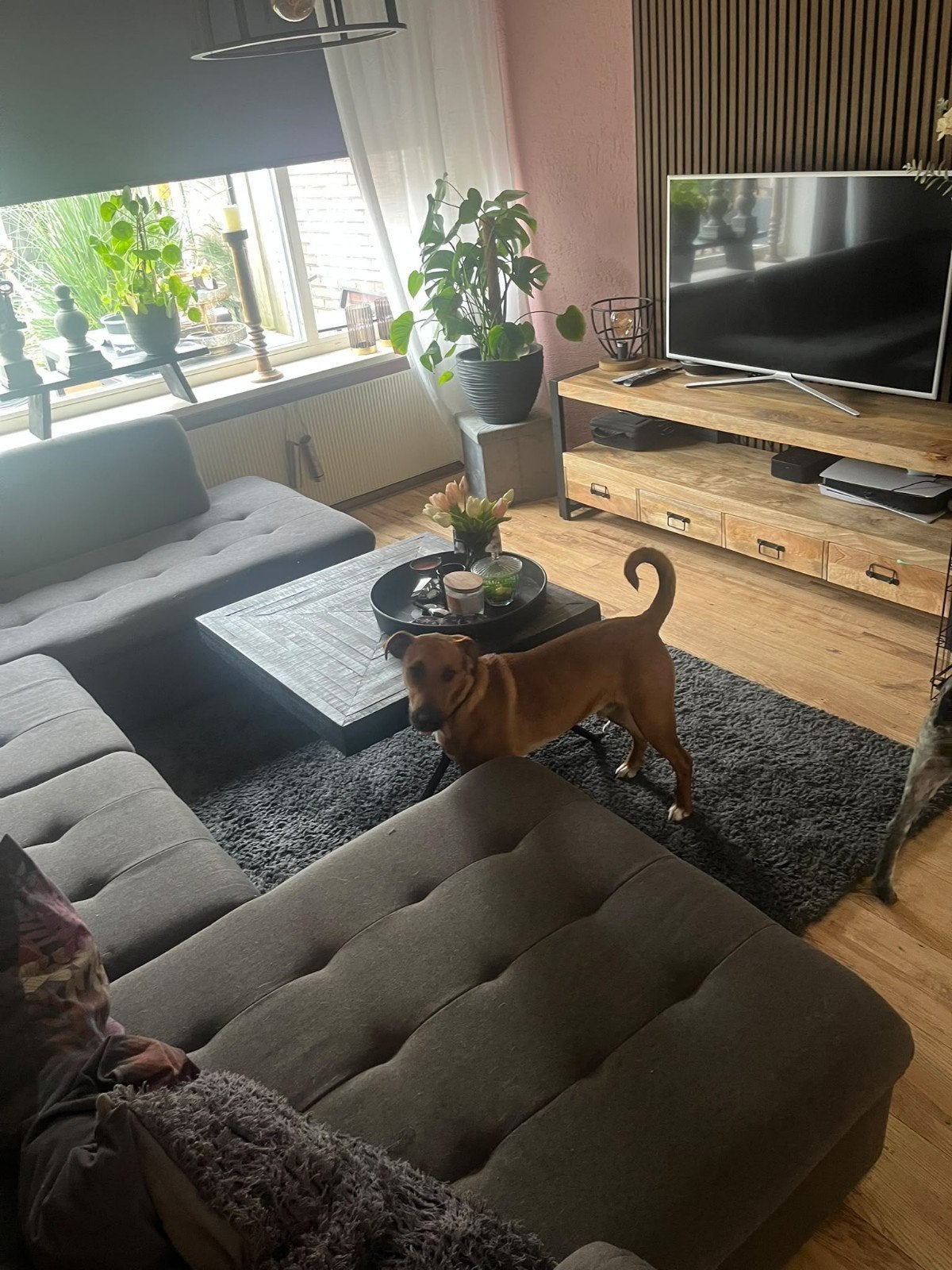 terriër, 15 weken tot 1 jaar, Reu, Eén hond, Nederland