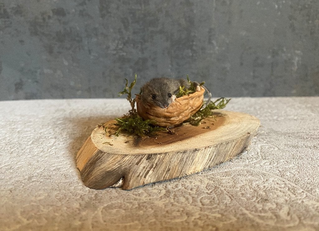 Opgezette muis in walnoot - taxidermie, Ophalen of Verzenden, Vogel, Opgezet dier