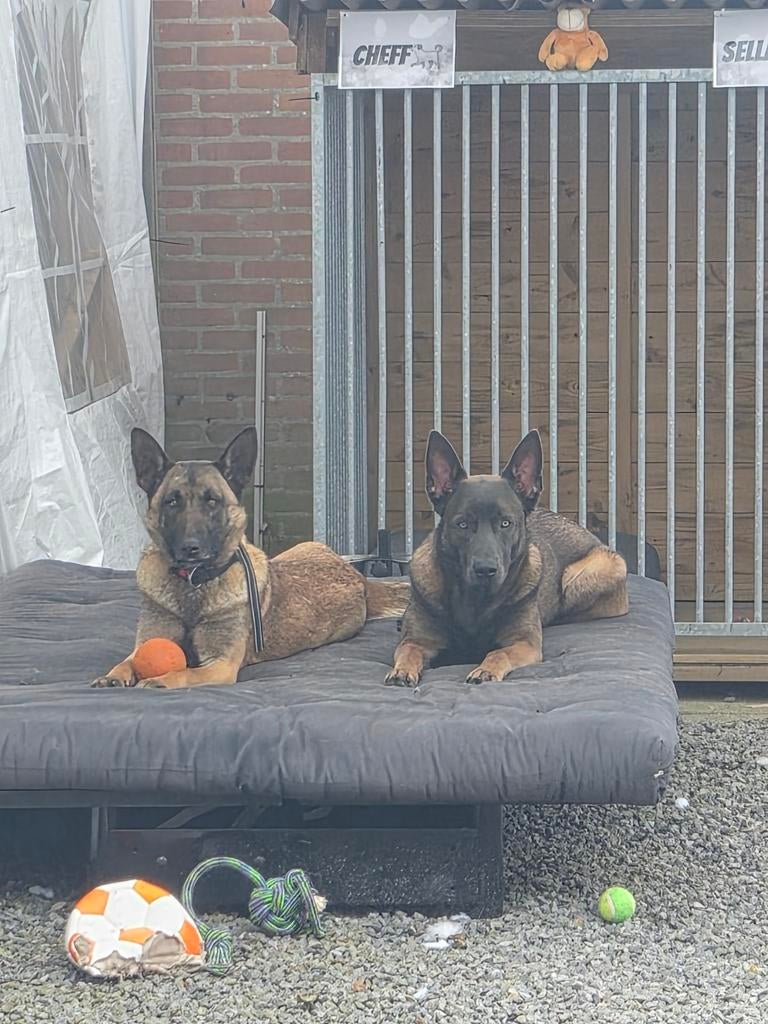 Gezocht met spoed nieuw huisje, Dieren en Toebehoren, CDV (hondenziekte), 1 tot 2 jaar, Teef, Eén hond