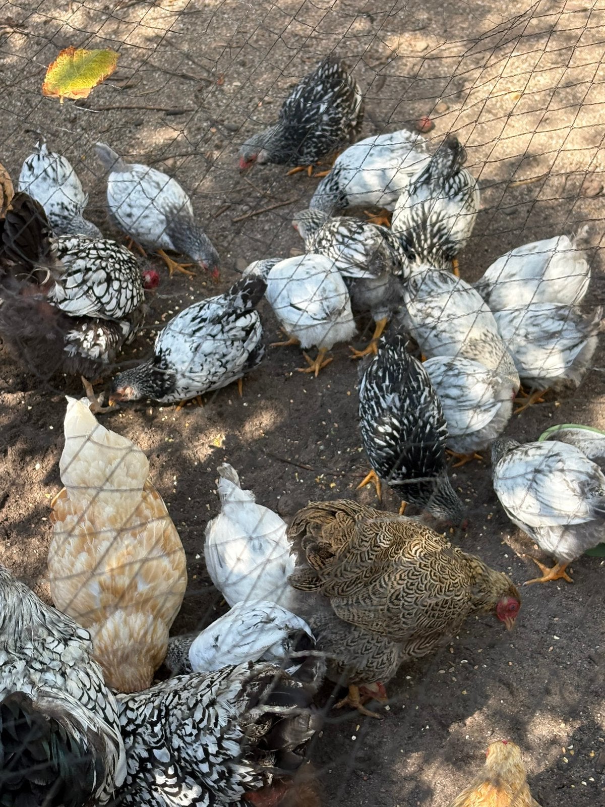 Wyandotte kippen kriel, Meerdere dieren, Kip