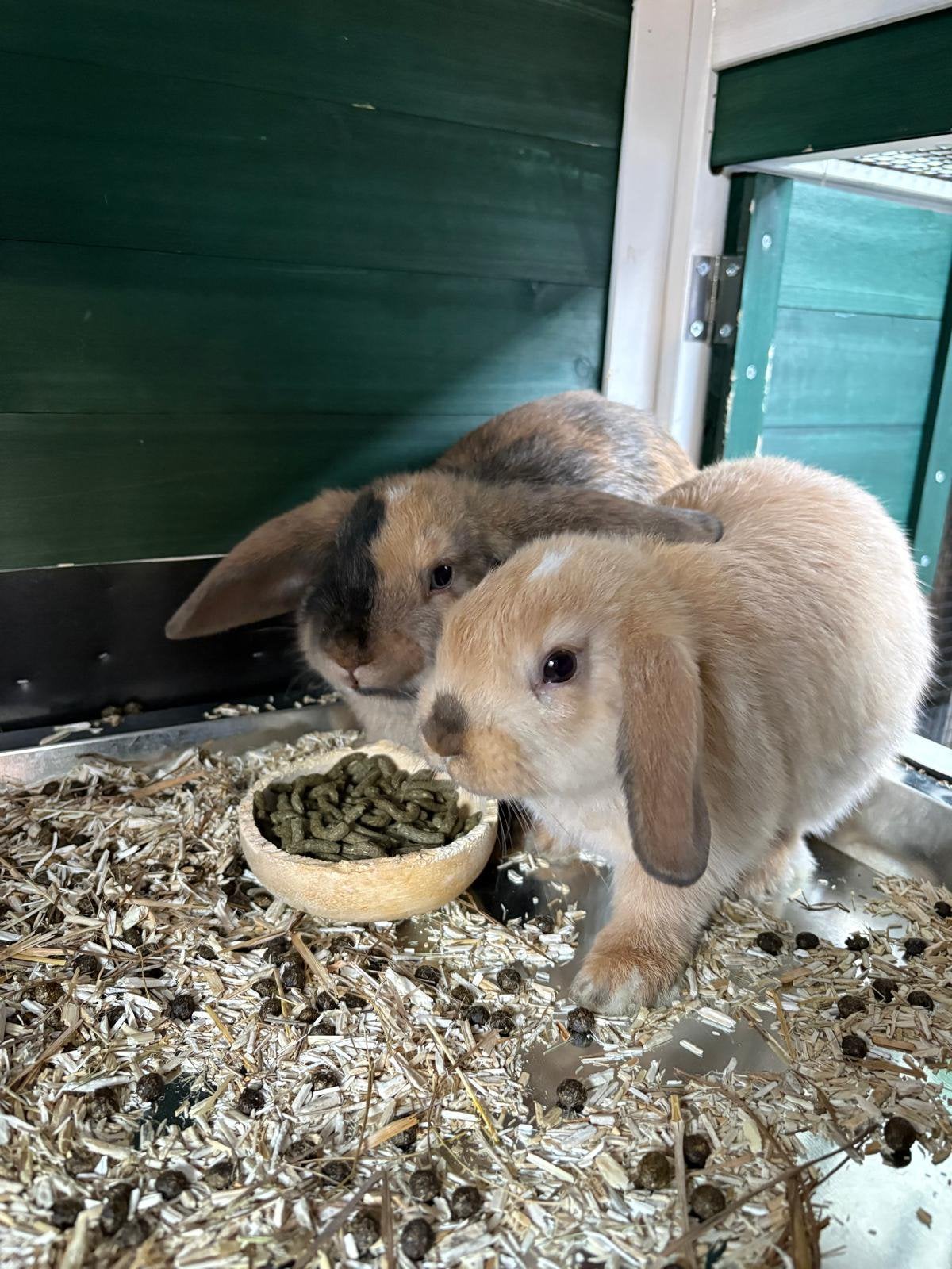 Twee lieve Mini Lop vrouwtjes – 5 maanden oud + compleet hok, Dieren en Toebehoren, Konijnen, Vrouwelijk, Middelgroot, 0 tot 2 jaar