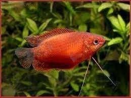 rode diklip gourami €4,95, Dieren en Toebehoren, Vissen | Aquariumvissen, Vis, Zoetwatervis
