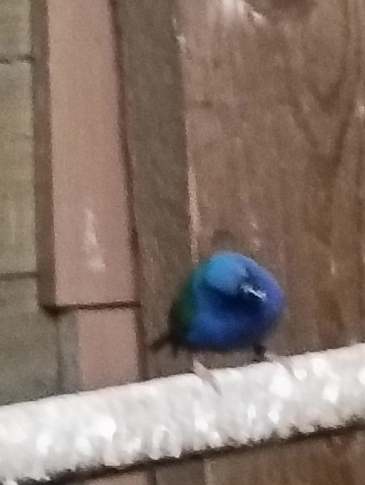 koppel Forbes papegaaiamadines, Dieren en Toebehoren, Meerdere dieren, Tropenvogel, Geringd