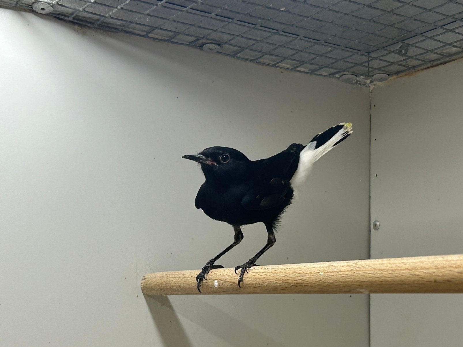 Witkop Tapuit 1-0, Meerdere dieren, Wildzangvogel