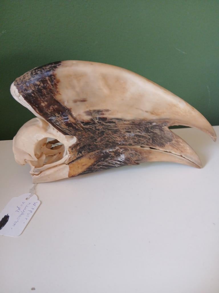 Witpootneushoornvogel schedel, Ophalen of Verzenden, Zo goed als nieuw, Schedel