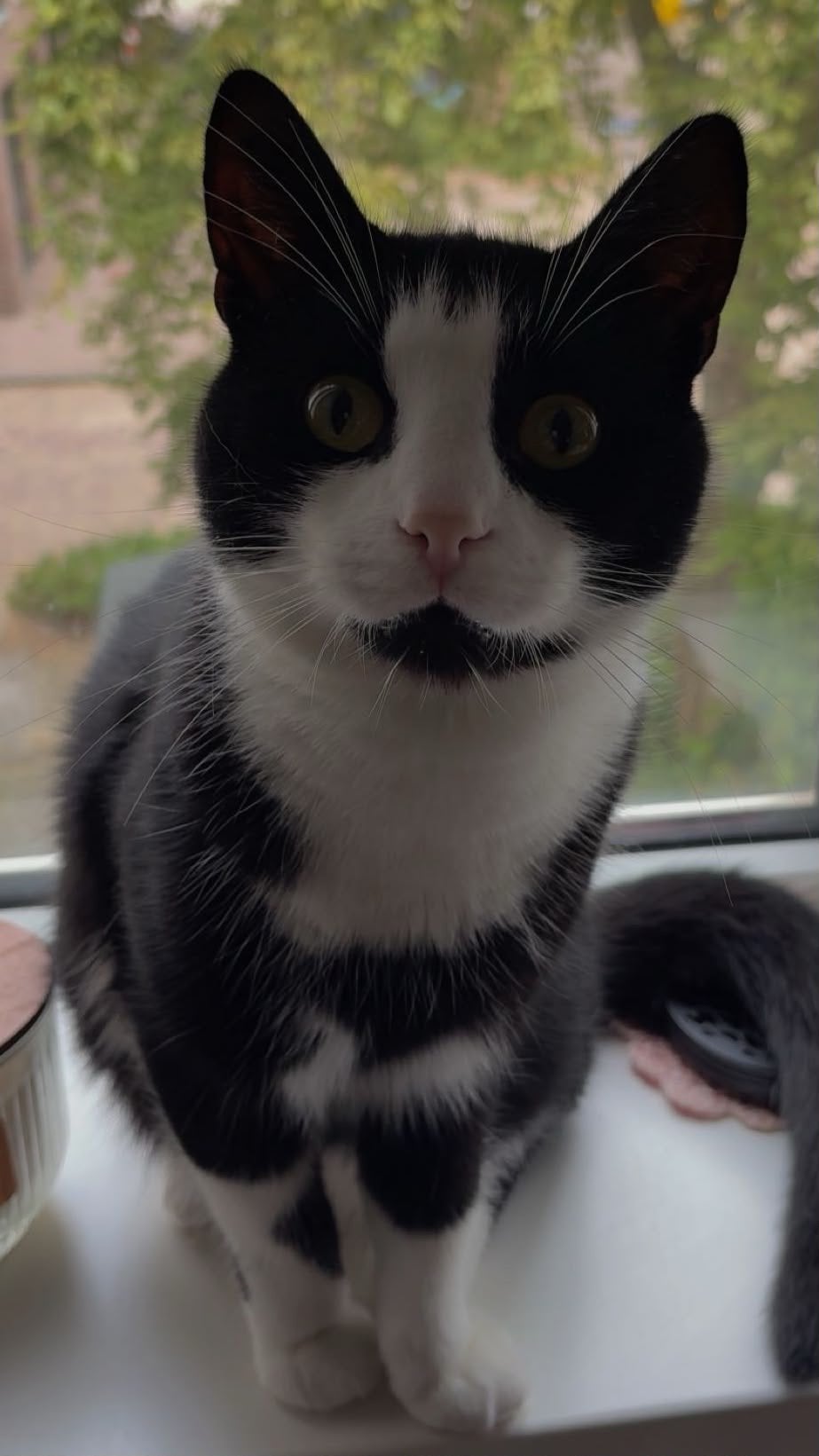 Huiskat kat, Kater, Kortharig, 3 tot 5 jaar