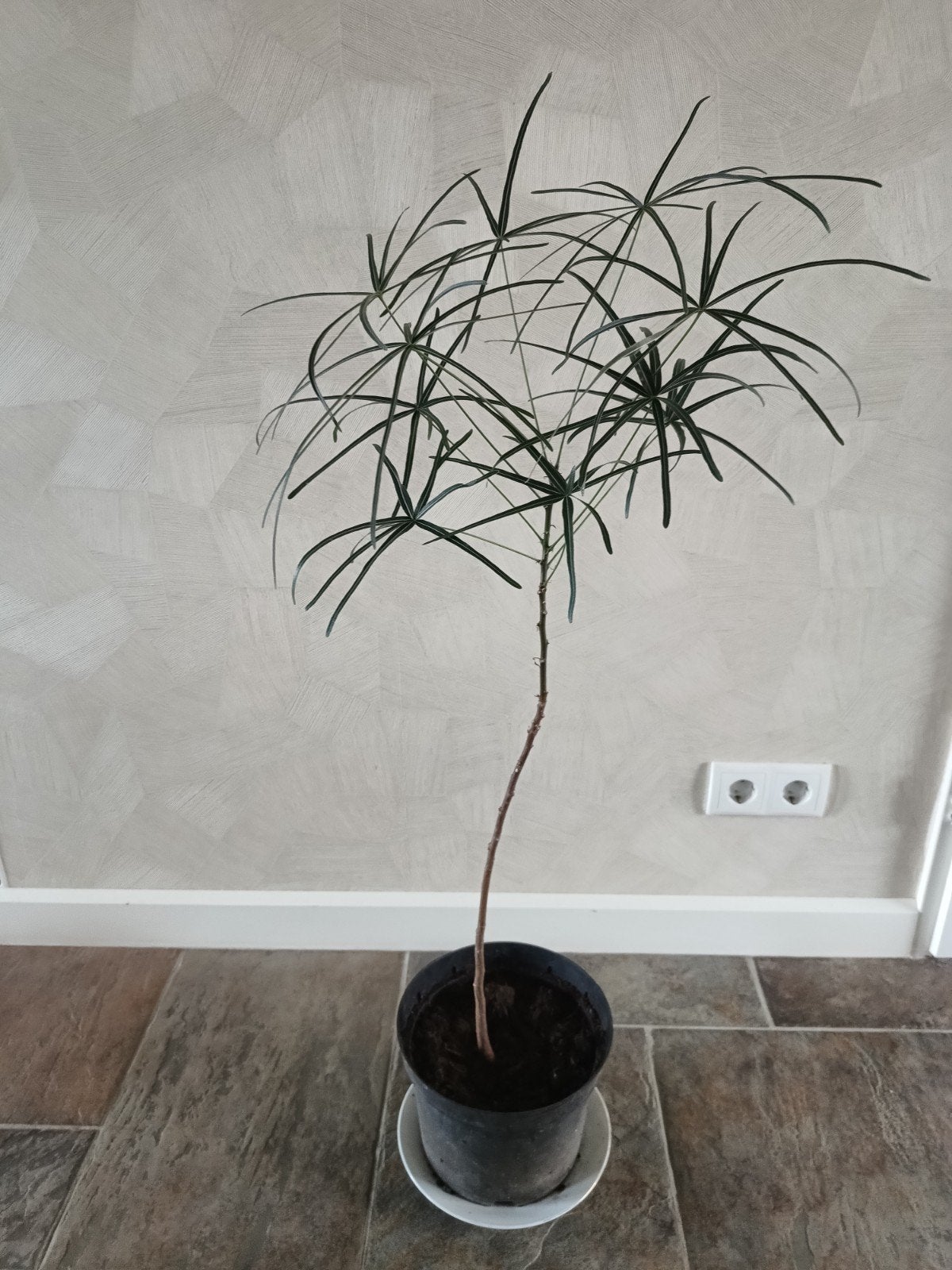 Brachychiton rupestris bottle tree plant boompje 1 mtr hoog, Ophalen of Verzenden, Halfschaduw