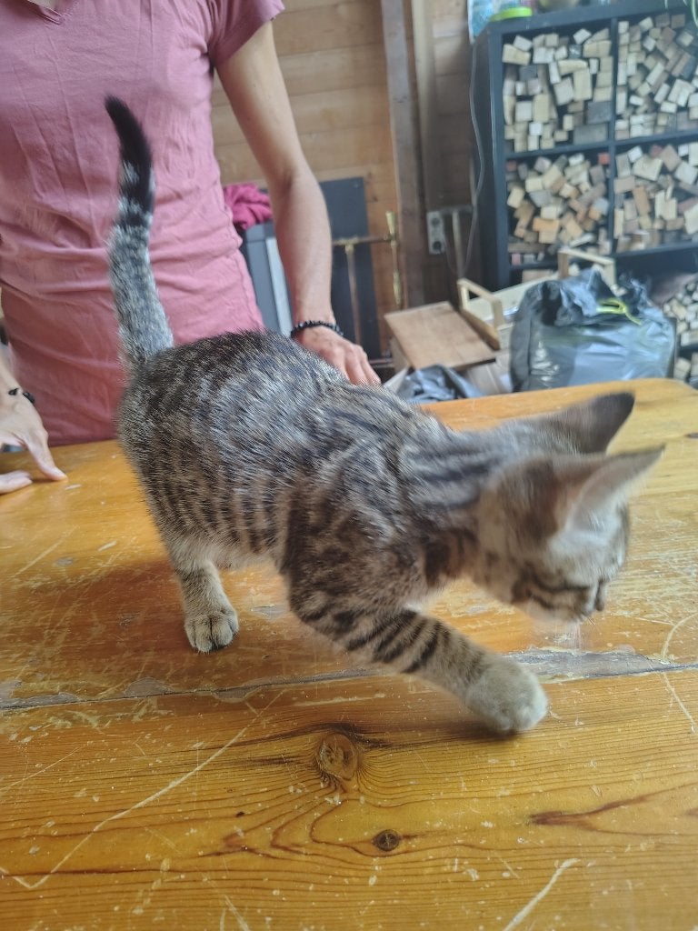 Bengaal kittens, Kater, Ontwormd, 0 tot 2 jaar