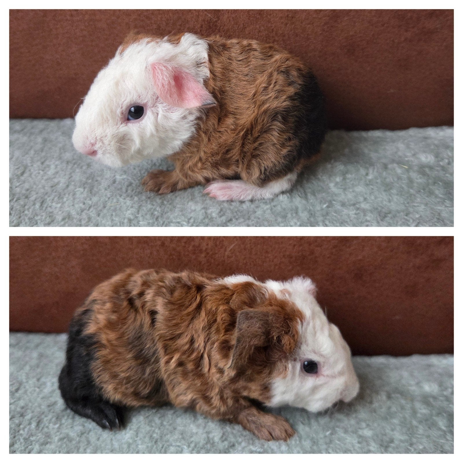 jong us teddy beertje, Dieren en Toebehoren, Cavia, Mannelijk, Tam, September
