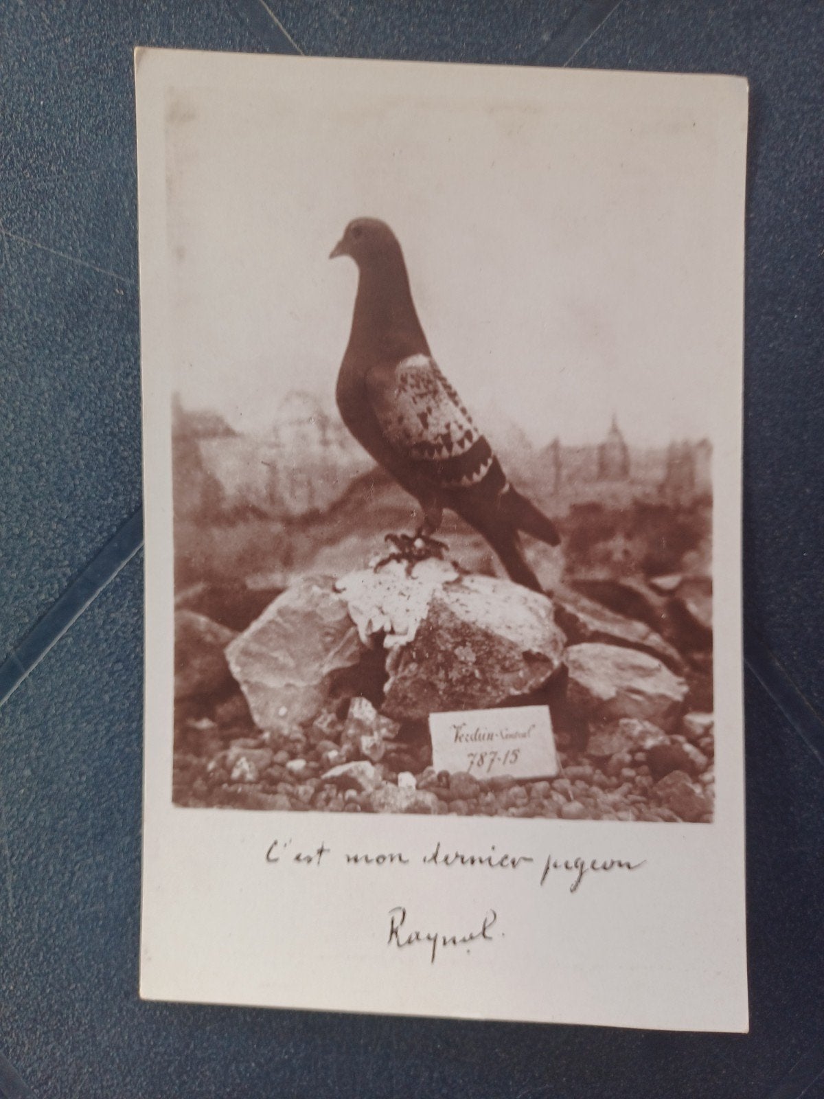 Duif, Ophalen of Verzenden, 1940 tot 1960, Ongelopen, Overige thema's