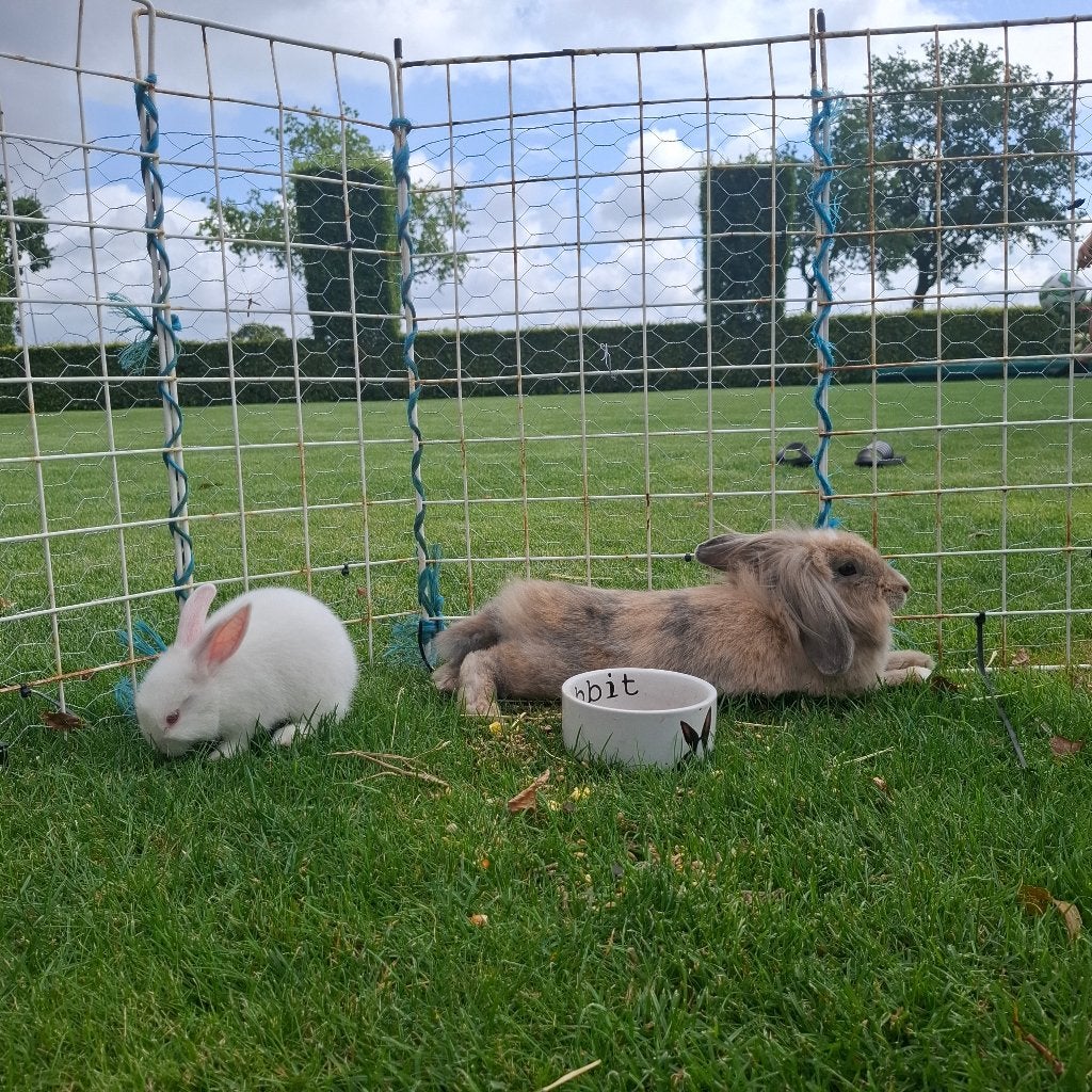 1Jong konijn, Meerdere dieren, Middelgroot, Hangoor, 0 tot 2 jaar