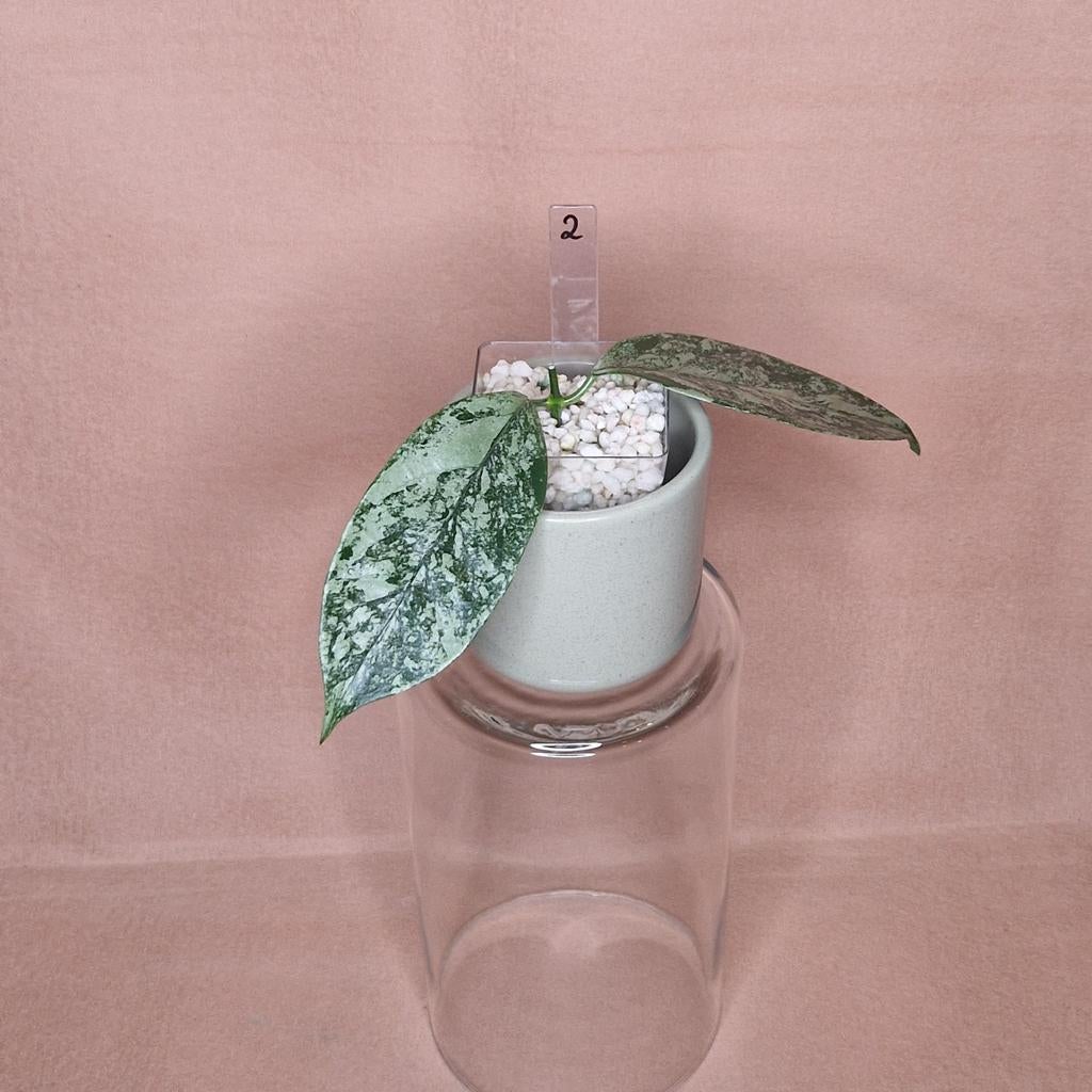 Hoya Coriacea Silver Splash 2, Overige soorten, Minder dan 100 cm, Bloeiende kamerplant, Halfschaduw