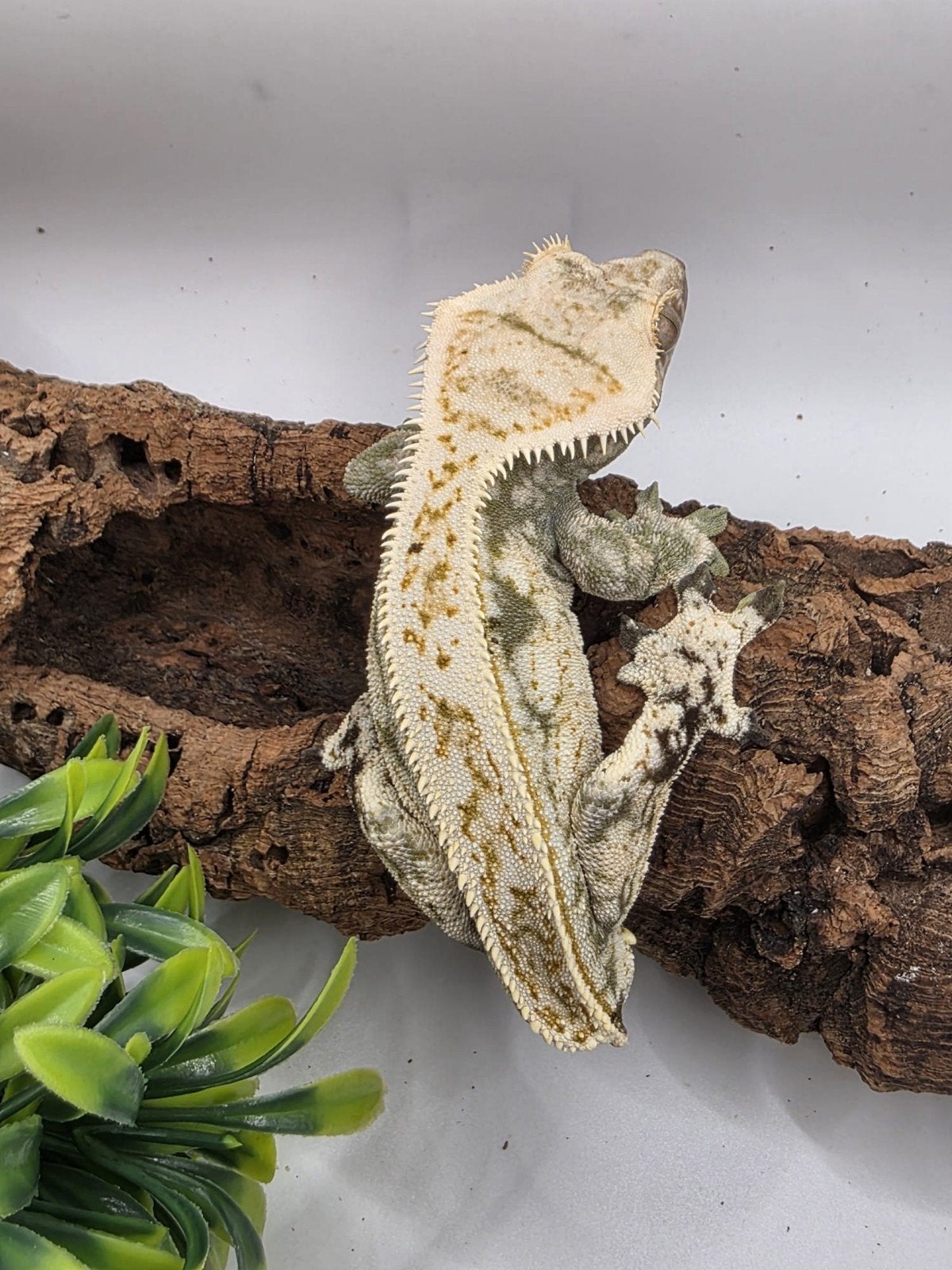 crested gecko- Correlophus ciliatus- wimpergekko, Dieren en Toebehoren, Hagedis, 0 tot 2 jaar