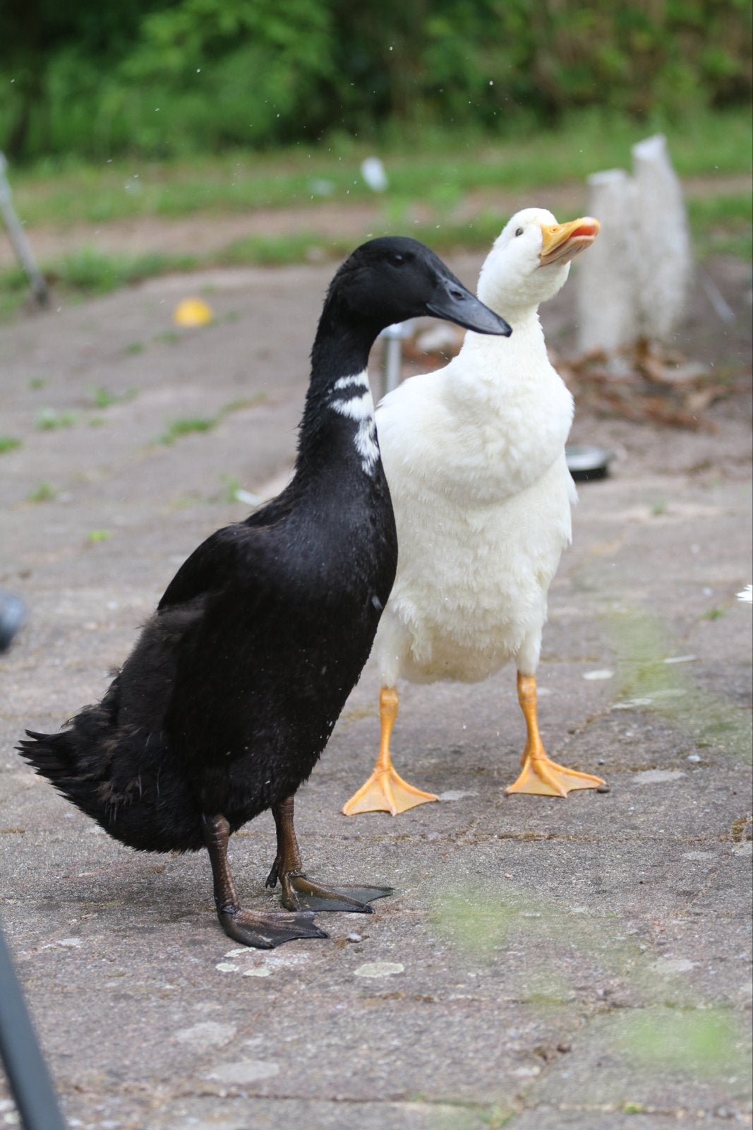 Loopeenden, Dieren en Toebehoren, Pluimvee, Meerdere dieren