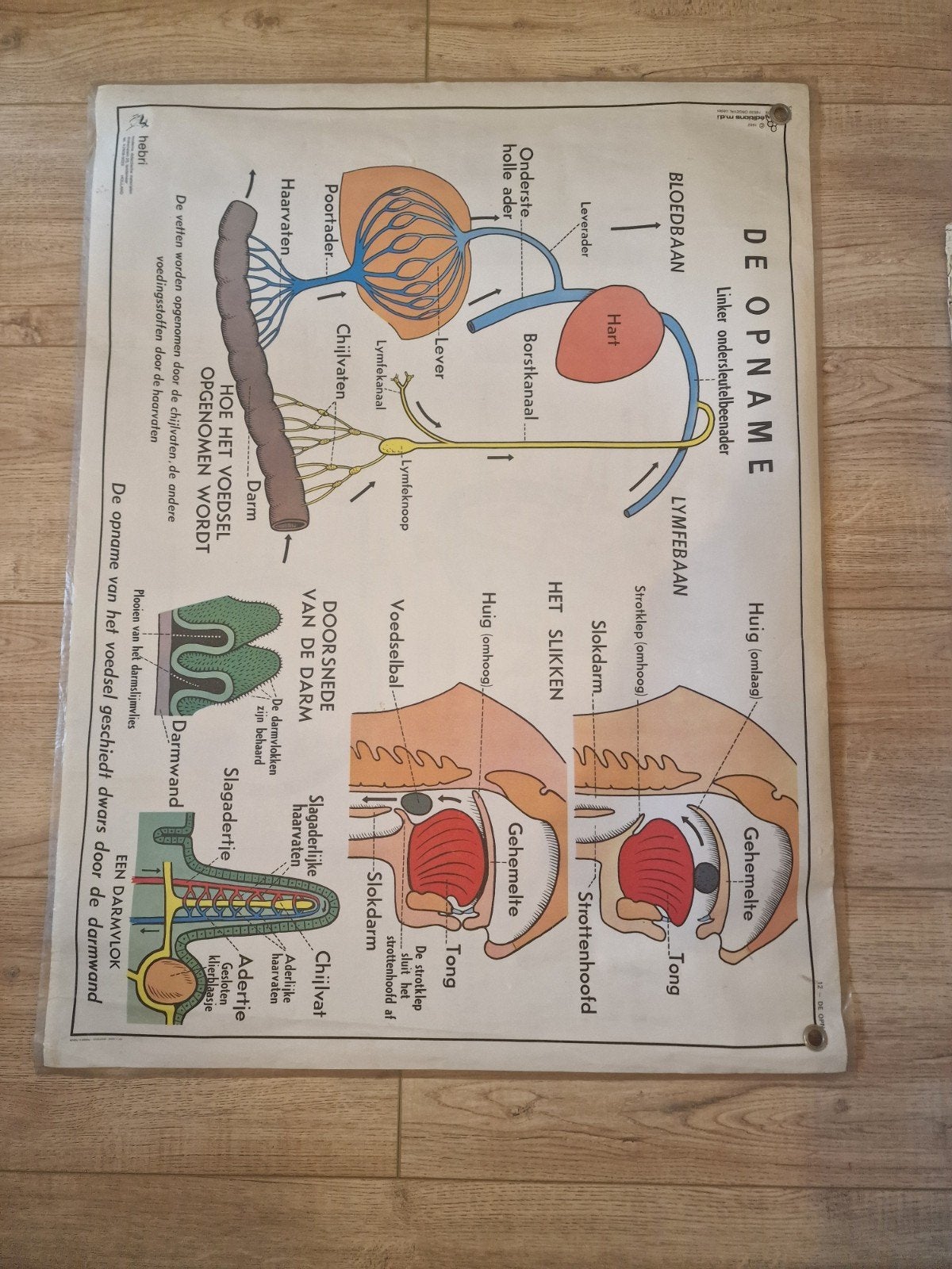 Vintage anatomische schoolplaat van het hart, Antiek en Kunst, Ophalen of Verzenden