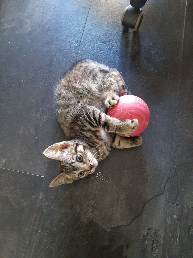 4 lieve kittens (cypers) zoeken een liefdevol thuis 🐱, Meerdere dieren, Kortharig, 0 tot 2 jaar