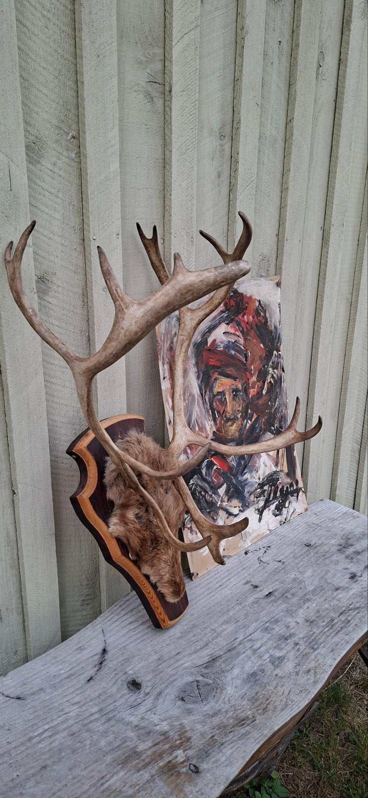 rendier gewei, trofee plank, sami, lapland, taxidermy, Ophalen of Verzenden, Zo goed als nieuw, Overige soorten, Gewei of Kop