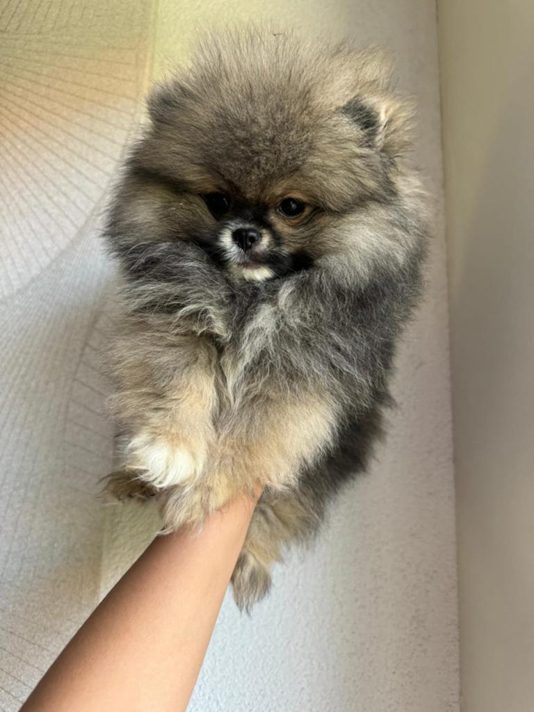 Pomeriaan Pups Bearface, Dieren en Toebehoren, Honden | Poolhonden, Keeshonden en Oertypen, Overige rassen, 8 tot 15 weken, Teef