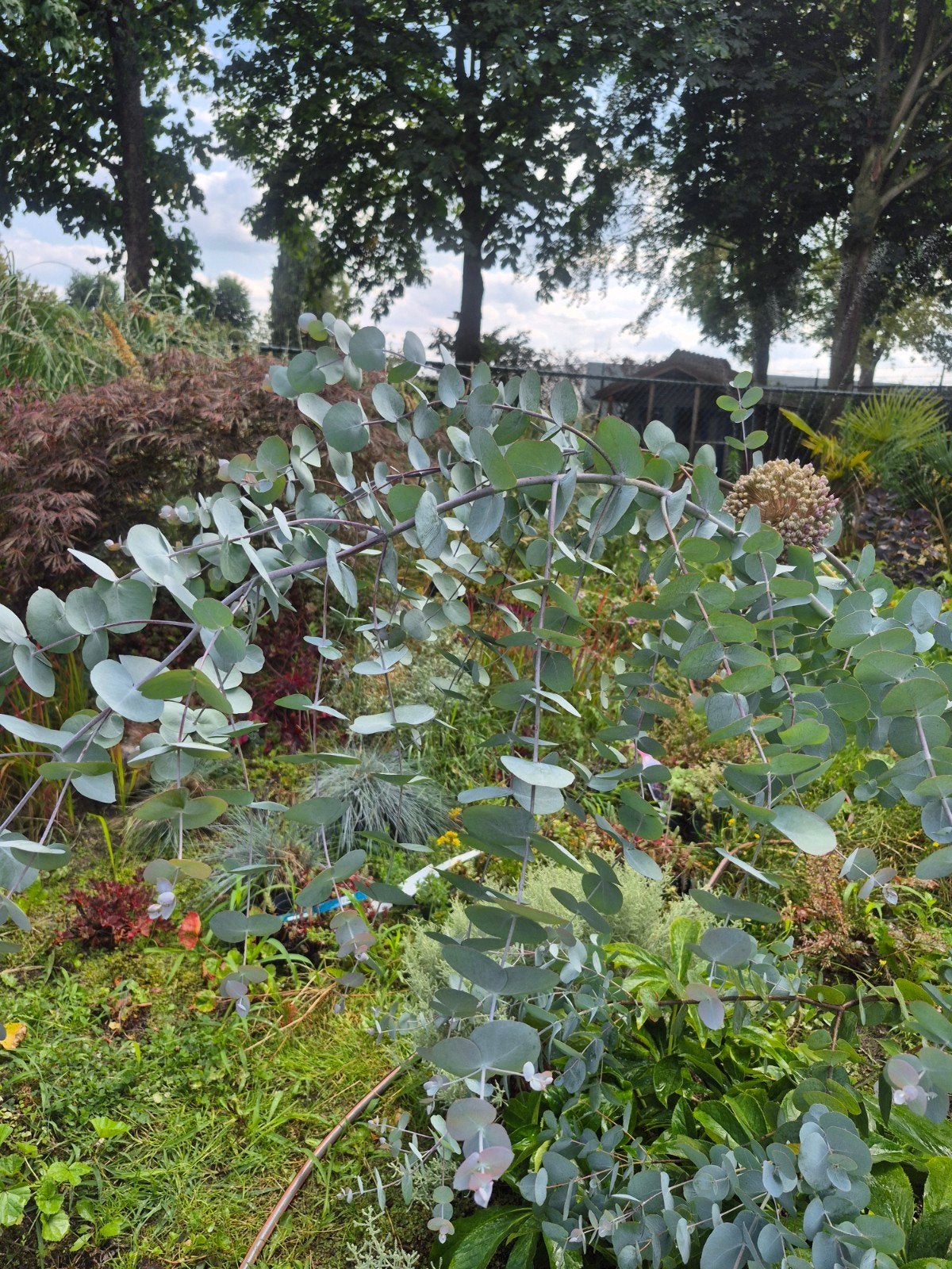 Diverse tuinplanten:Hortensia, Eucalyptus, Gladiolen en meer, Tuin en Terras, Ophalen, Volle zon, Vaste plant, Siergrassen