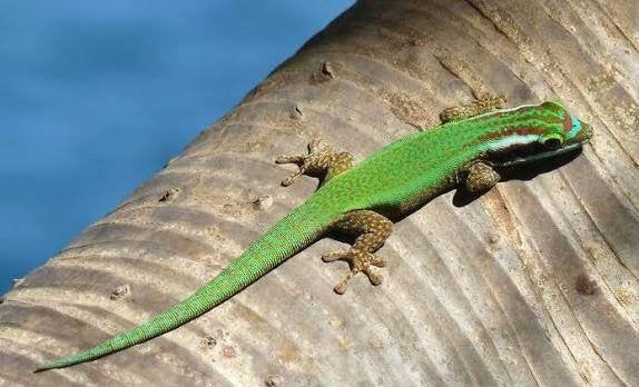 Phelsuna Inexoectata 1.0 gezocht, Dieren en Toebehoren, Hagedis, 0 tot 2 jaar