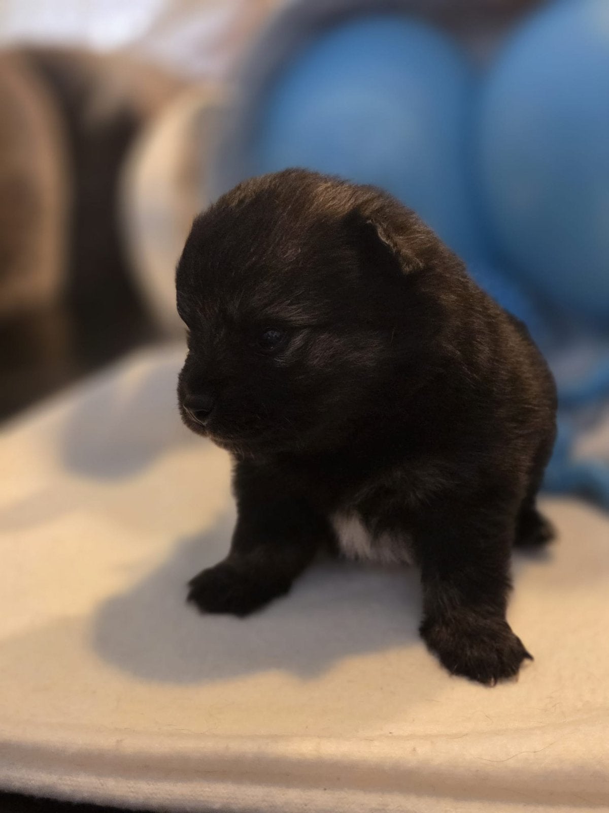 Te RESERVEREN mooie pomeriaantjes, Dieren en Toebehoren, Keeshond, 8 tot 15 weken, Meerdere, Meerdere dieren