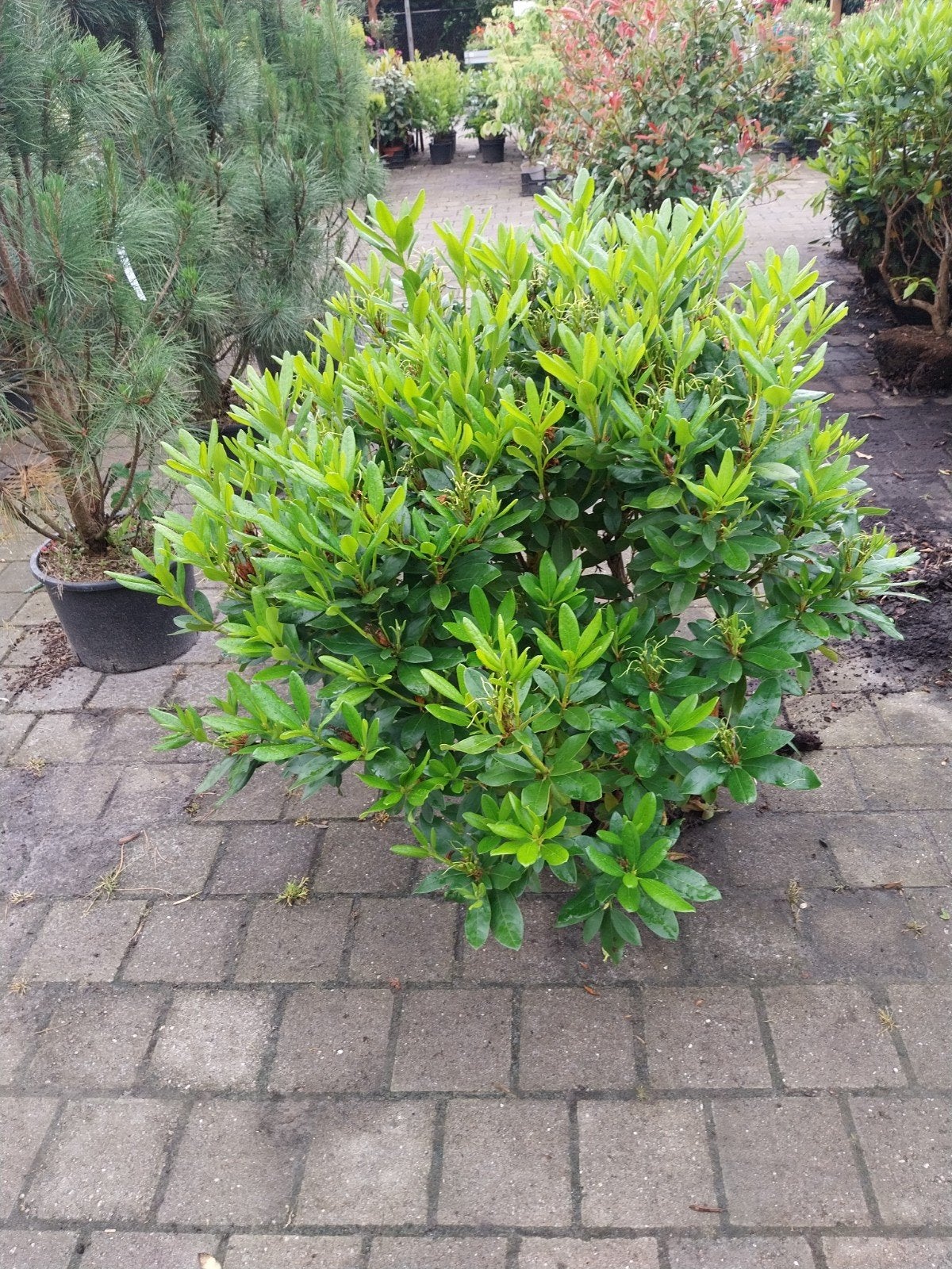 Rhododendron 'Cunningham's White' 80-120 cm, Vaste plant, Halfschaduw, Lente, Ophalen