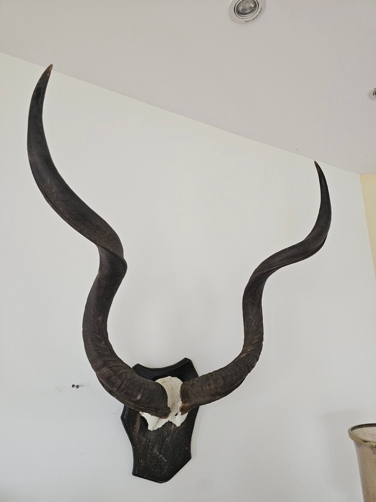 Schedel en gewei van een Kudu uit Zuid-Afrika, 87 cm hoorns, Ophalen
