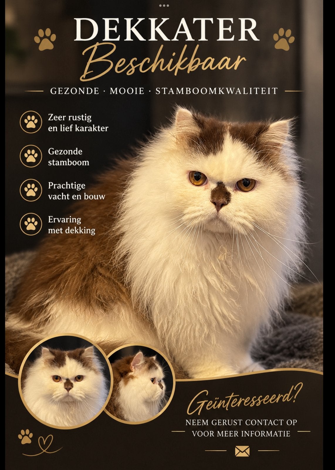 Chocolate bicolor Brits langhaar dekkater, Kater, Met stamboom