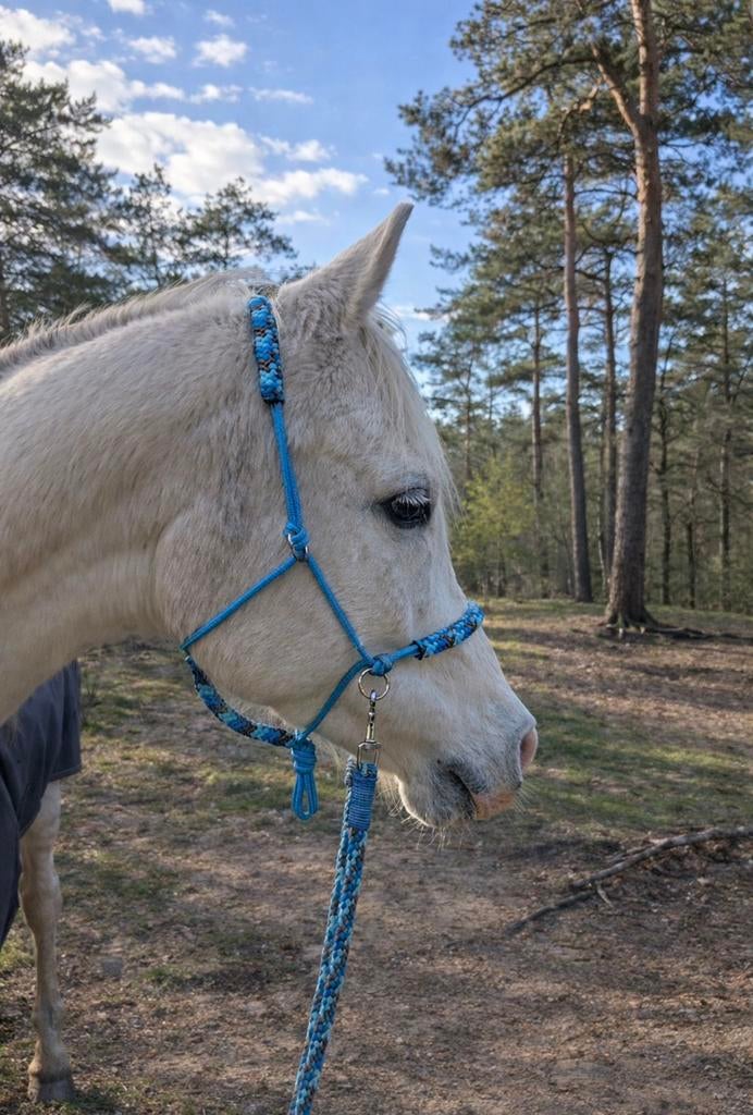 Vrijwilligers verzorging paarden Nijmegen, Vacatures, Goede doelen en Vrijwilligerswerk, Overige niveaus, Starter, Overige vormen