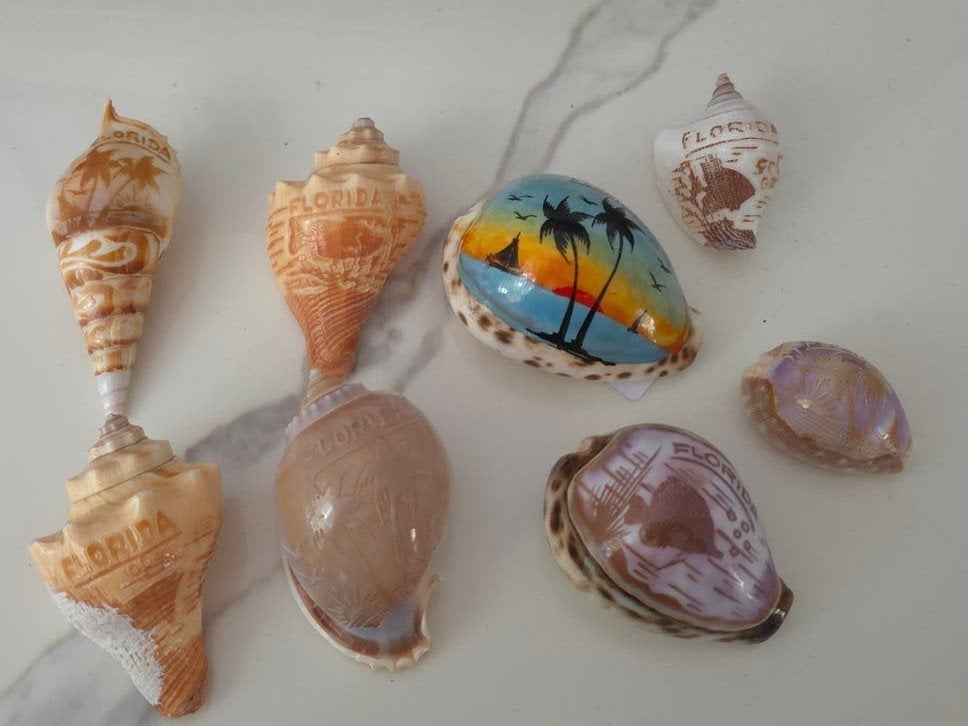 Mooie schelpen met Florida thema, Verzamelen, Mineralen en Fossielen, Ophalen of Verzenden, Schelp(en)