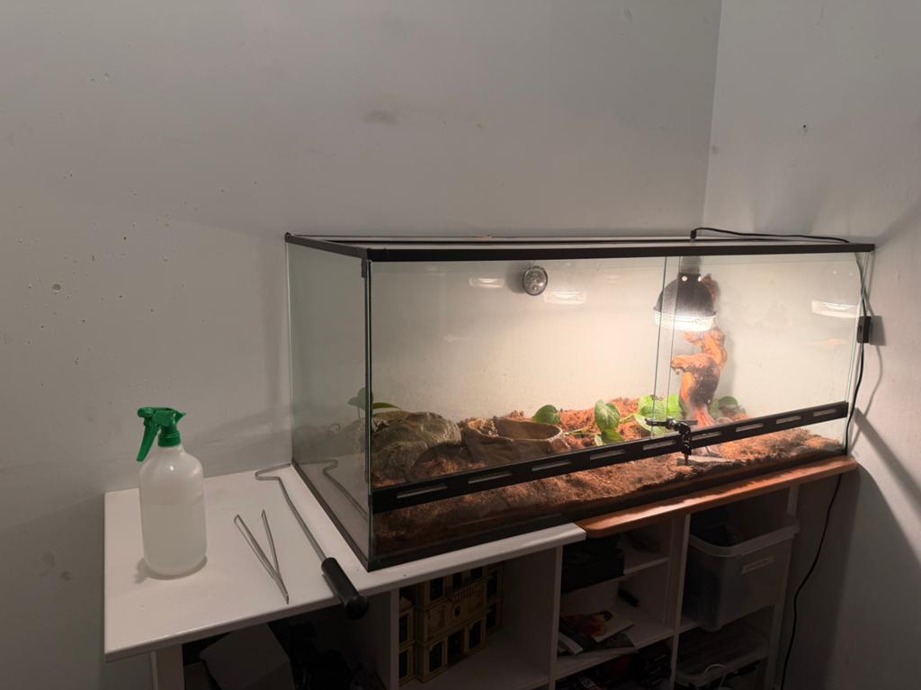 Vrouwtjes rattenslang + compleet terrarium set, Dieren en Toebehoren, Ophalen, Zo goed als nieuw