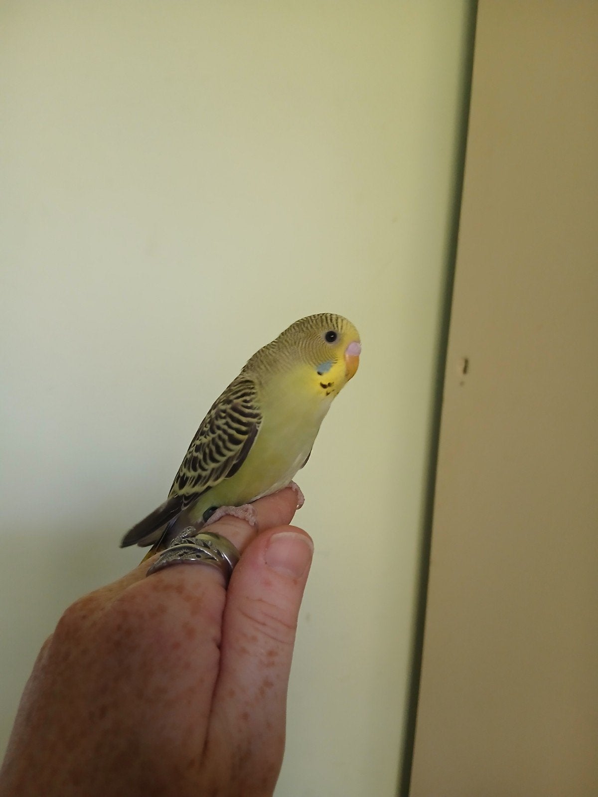Koppel lieve jonge grasparkieten, Dieren en Toebehoren, Vogels | Parkieten en Papegaaien, Meerdere dieren, Parkiet, Geringd