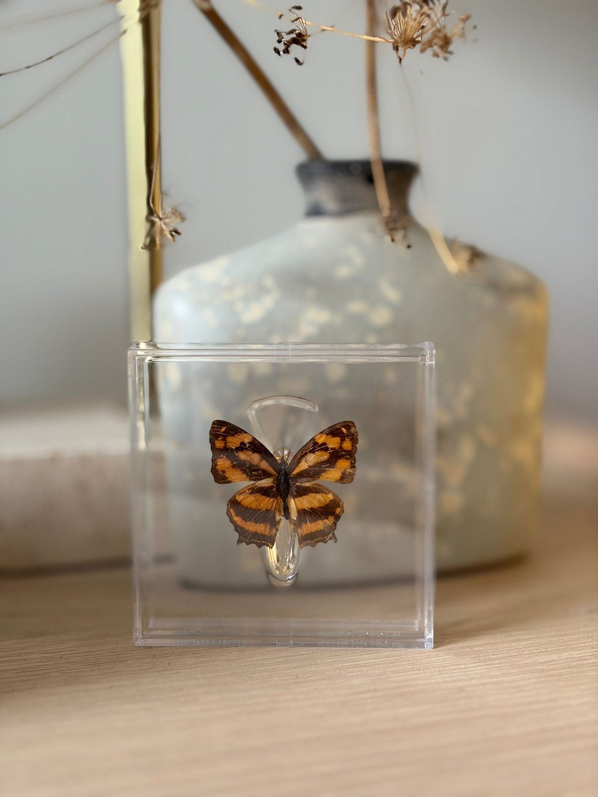 Opgezette vlinder in display, Ophalen of Verzenden, Nieuw, Insect, Opgezet dier
