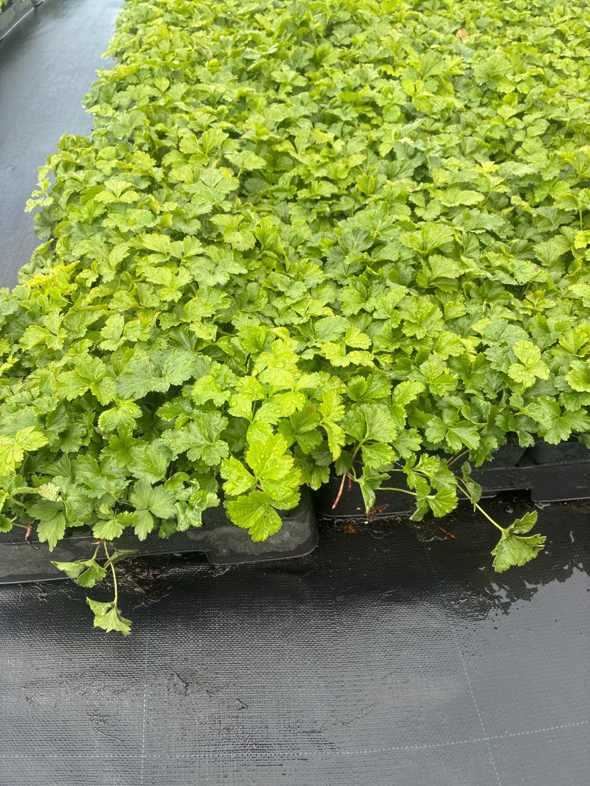 Waldsteinia - Bodembedekker voor schaduwrijke plekken, Ophalen, Bodembedekkers, Vaste plant, Halfschaduw