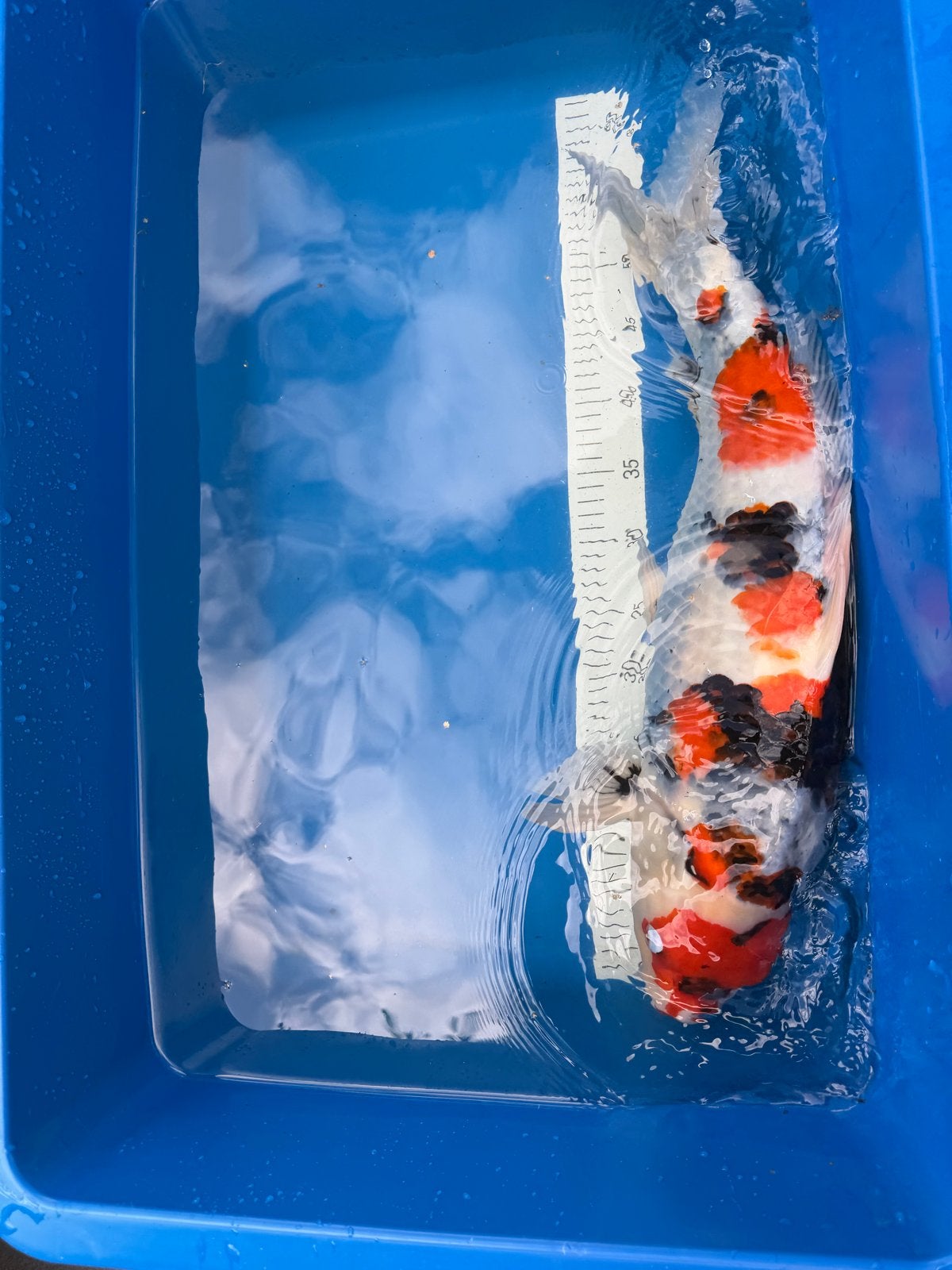 Hoshikin Showa Female – Japanse koi – 60 cm als Nisai, Karper of Koi